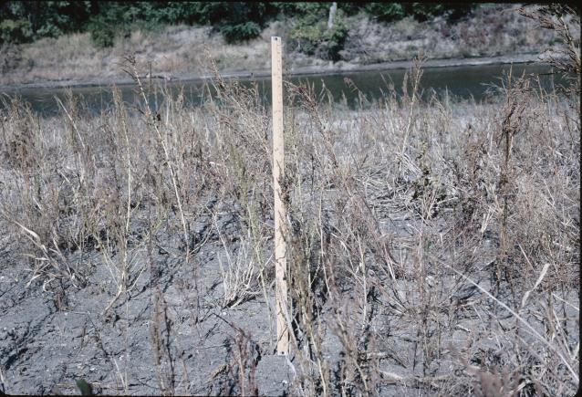 Click for 3 image(s) for this accession. HABITAT